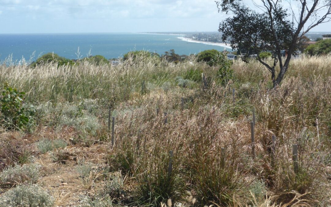 Fields of native grass in the Marino Conservation Park