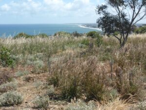 Fields of native grass in the Marino Conservation Park