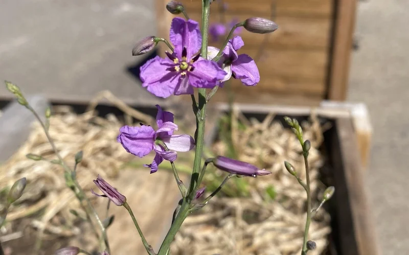 Native Garden Working Bee and Morning Tea
