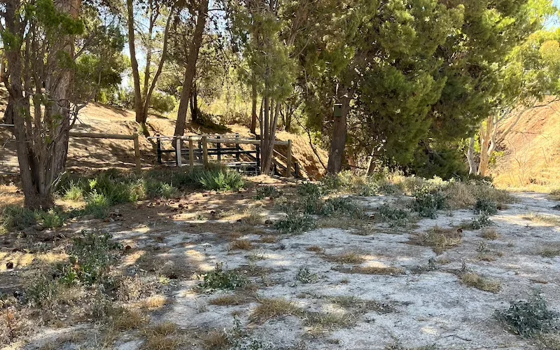 Pine Gully Community Planting Day